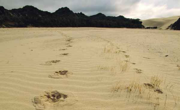 Image courtesy of Richard du Toit/naturepl.com. Media file: animal_tracks.jpg