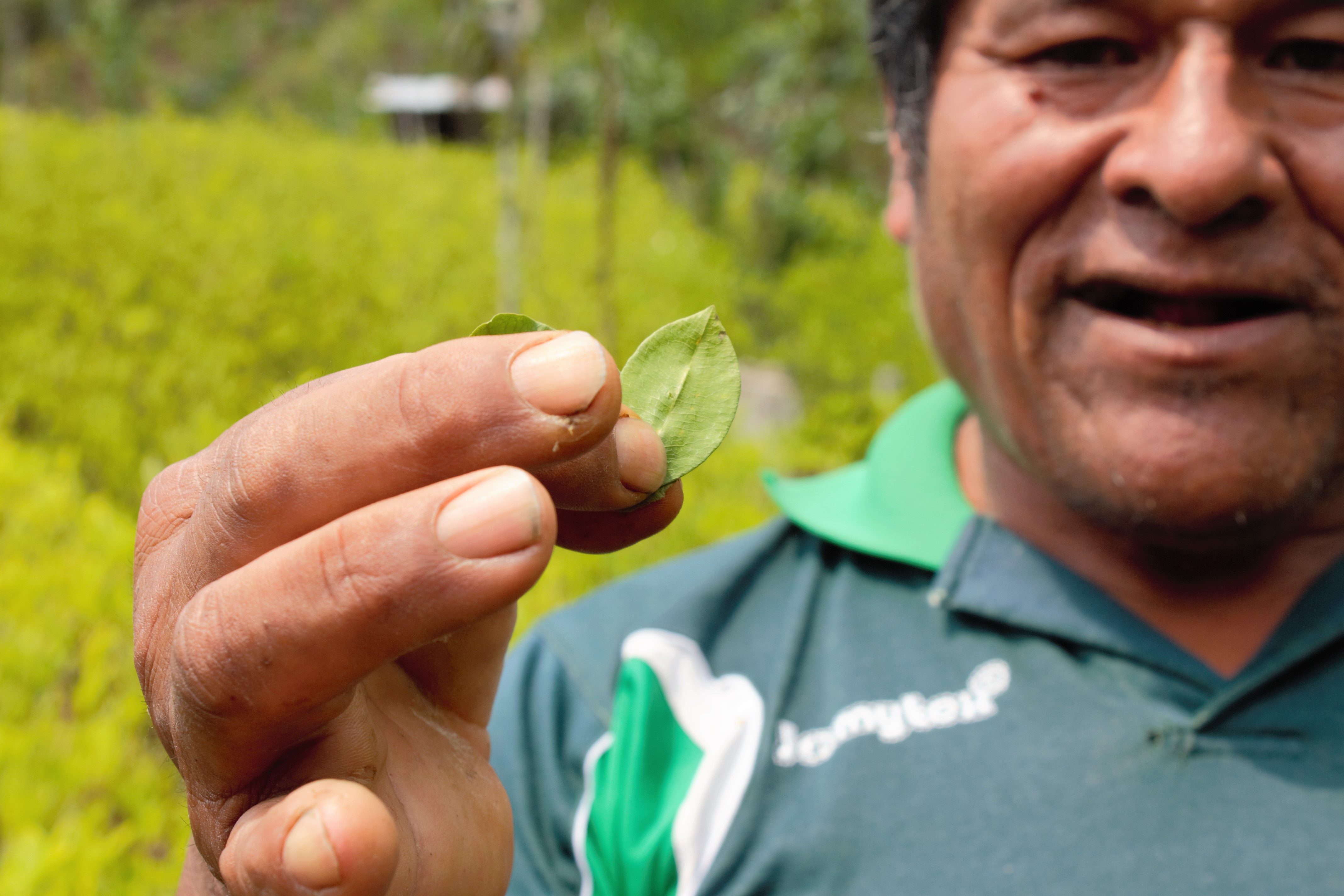 Don Mario, coca grower, is showing coca leaves he grew. His coca crops are entirely organic. Image by Alice Campaignolle. Bolivia, 2019. Don Mario, coca grower, is showing coca leaves he grew. His coca crops are entirely organic. Image by Alice Campaignolle. Bolivia, 2019.