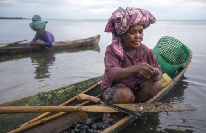 Mbilia floats above the tideflats near her Bajau village and gathers sea urchins. After pulling the urchins from the water, she slices them open on her paddle and pulls out the meat. Image by Steve Ringman. Indonesia, 2013. Mbilia gathering sea urchins. Image by Steve Ringman. Indonesia, 2013.