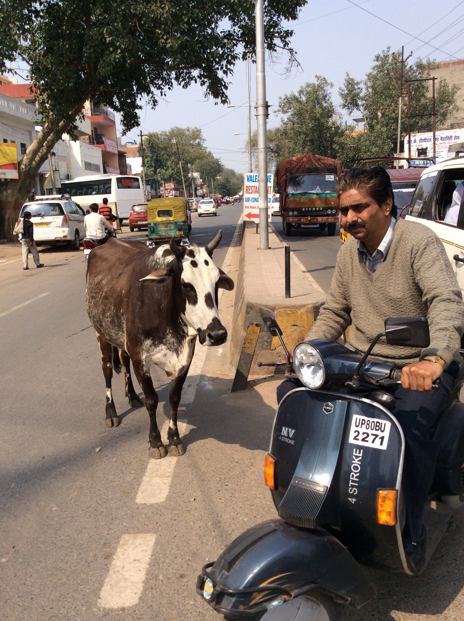 A motorist contends with a cow walking on the wrong side of street in Agra. Image by Justin D. Martin. India, 2014. Media file: image.jpg