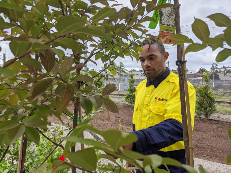 A week after leaving Ravenhall, Ali Tibballs inspects trees he's about to plant on a landscaping project in Melbourne, Australia. Image by Rae Ellen Bichell / Mountain West News Bureau. Australia, 2020. A week after leaving Ravenhall, Ali Tibballs inspects trees he's about to plant on a landscaping project in Melbourne, Australia. Image by Rae Ellen Bichell / Mountain West News Bureau. Australia, 2020.