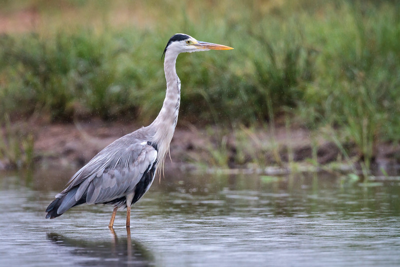 Grey heron at the Kruger National Park in the provinces of Limpopo and Mpumalanga in northeastern South Africa. Image by Andy Price / Flickr. South Africa, 2019. Grey heron at the Kruger National Park in the provinces of Limpopo and Mpumalanga in northeastern South Africa. Image by Andy Price / Flickr. South Africa, 2019.