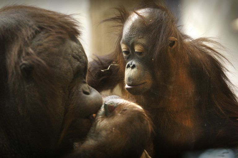 Mahal Mahal, an orangutan, is pictured in March 2010 with his surrogate mother, MJ, at the Milwaukee County Zoo. The young orangutan, 3 years old in the photo, was transferred to Milwaukee from a zoo in Colorado after his birth mother rejected him. Image by Mark Hoffman. United States, 2012.