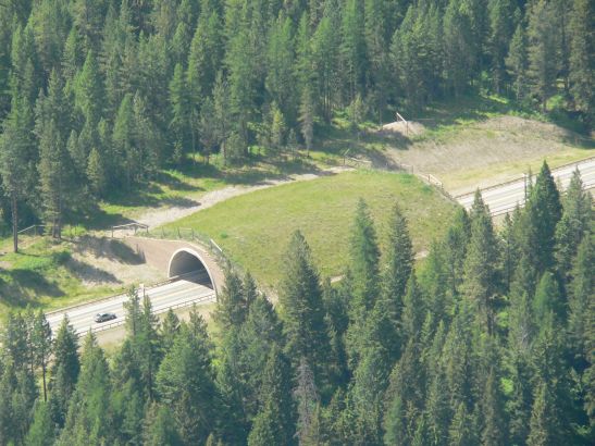 The "animal bridge" on a highway near Missoula, Montana, is part of a larger network of wildlife crossings that have improved road safety in the region. Image by Robert Chaney. United States, 2015.