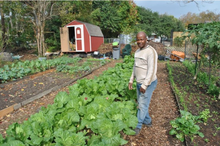 Roy Rogiero Nlenva walks through rows of his crops. Nlenva is a refugee who came to the U.S. in 2001, finally being permanently resettled after having fled persecution in the Democratic Republic of Congo. Image by Lillian Waddill. United States, 2016. Media file: farmer_in_texas.jpg
