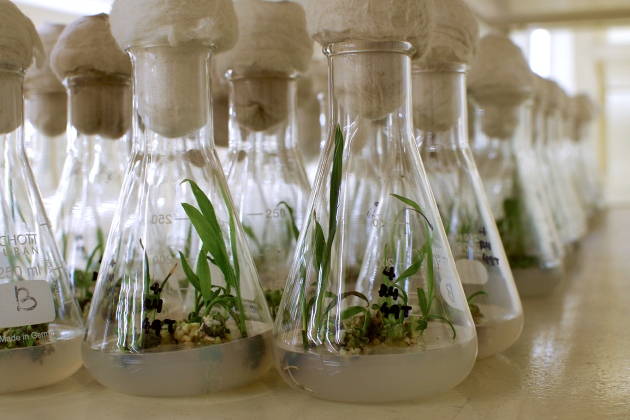 Young shoots, grown in culture, at the Malaysian Palm Oil Board's lab, in Kuala Lumpur. Scientists use tissue culture to clone the highest-yielding trees. Image by Wudan Yan. Malaysia, 2017. Young shoots, grown in culture, at the Malaysian Palm Oil Board's lab, in Kuala Lumpur. Scientists use tissue culture to clone the highest-yielding trees. Image by Wudan Yan. Malaysia, 2017.