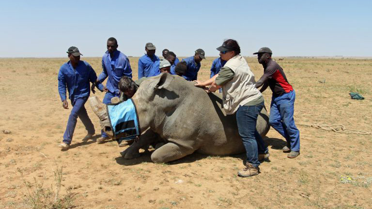 Workers at John Hume's rhino ranch prepare to remove the horn of a rhino. Image by Rachel Nuwer. South Africa, 2016. Workers at John Hume's rhino ranch prepare to remove the horn of a rhino. Image by Rachel Nuwer. South Africa, 2016.