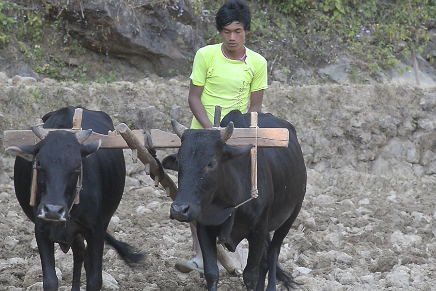 Image by Anup Kaphle. Nepal, 2014. Media file: 202.jpg