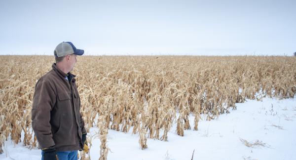 North Dakota farmer Ryan Pederson gazes at a field of corn near Rolette, North Dakota that he couldn't harvest last fall. Despite the challenges, North Dakota farmers are growing much more corn than they used to.Image by Christopher Walljasper / For Harvest Public Media. United States, 2020. North Dakota farmer Ryan Pederson gazes at a field of corn near Rolette, North Dakota that he couldn't harvest last fall. Despite the challenges, North Dakota farmers are growing much more corn than they used to.Image by Christopher Walljasper / For Harvest Public Media. United States, 2020.