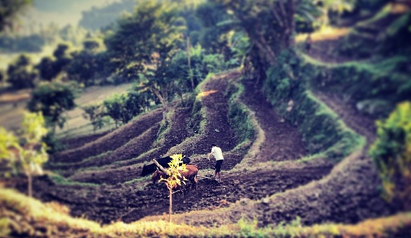 A man plows his farm with a pair of oxen near Aambhanjyang village. Image by Anup Kaphle. Nepal, 2014. Media file: screen_shot_2014-03-25_at_9.46.00_am.png