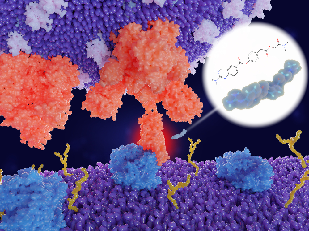 The protease inhibitor camostat is a potential candidate for the treatment of Sars-CoV-2 infections. It blocks the entry of the virus in human cells. Image by Juan Gaertner / Shutterstock. The protease inhibitor camostat is a potential candidate for the treatment of Sars-CoV-2 infections. It blocks the entry of the virus in human cells. Image by Juan Gaertner / Shutterstock.