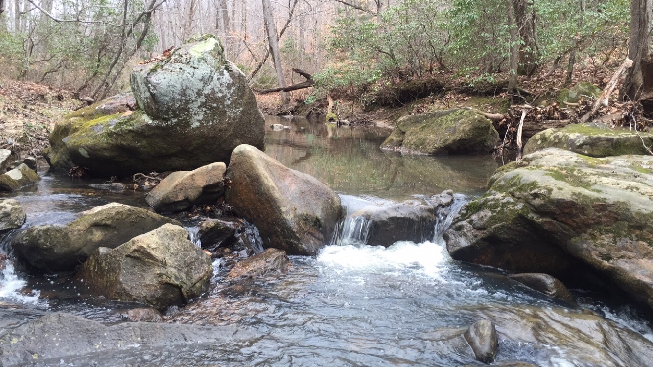 As a part of her forest therapy sessions, Darlene Rollins guides clients down to this part of Horsepen Run. Image by Catie Liebeck. United States, 2016. Media file: virginia.jpg