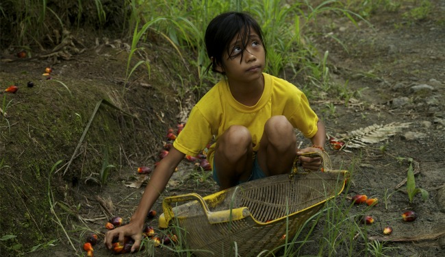 As demand for the substance grows, thousands of child workers toil in the palm fruit trade. Image by Jason Motlagh. Malaysia, 2013. Media file: PalmOilMotlagh.jpg