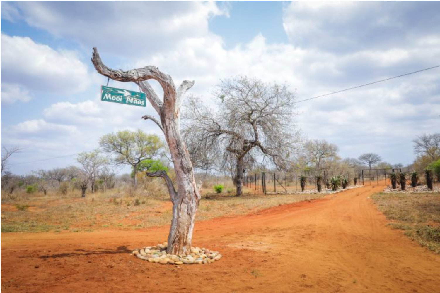 Twin City took over the leasehold of the 8,000ha Mooiplaas reserve from private investors, and consolidated it into Karangani Game Reserve. Image by Filipa Domingues. Mozambique, 2018. Twin City took over the leasehold of the 8,000ha Mooiplaas reserve from private investors, and consolidated it into Karangani Game Reserve. Image by Filipa Domingues. Mozambique, 2018.