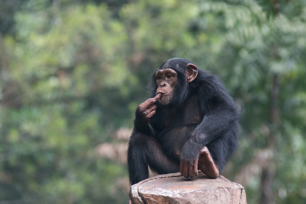 Image by Sardo Michael / Shutterstock. Image by Sardo Michael / Shutterstock.