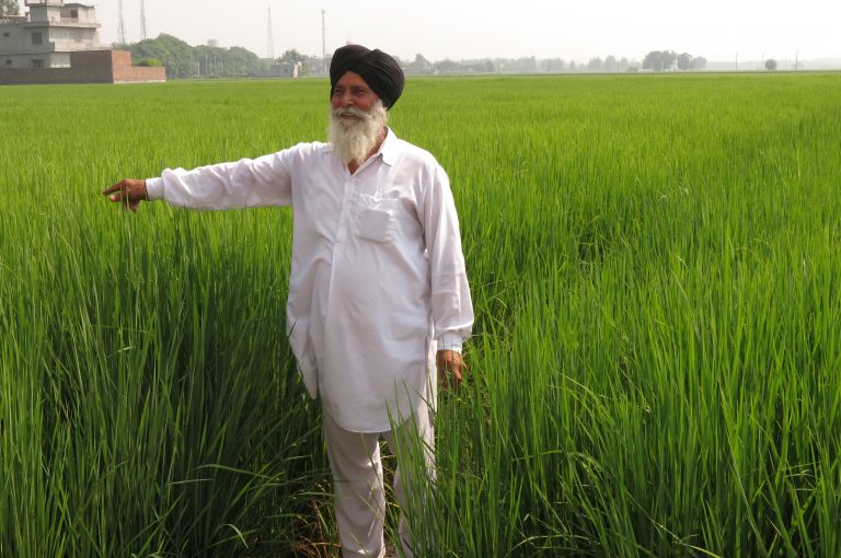Joginder Singh stands in his rice paddy near the village of Noorpur Bet, Punjab. He started practicing climate-smart agriculture this year. He doesn’t read or write, but he learned the methods after visiting a demonstration site. Image by Lisa Palmer. India, 2015. Joginder Singh stands in his rice paddy near the village of Noorpur Bet, Punjab. He started practicing climate-smart agriculture this year. He doesn’t read or write, but he learned the methods after visiting a demonstration site. Image by Lisa Palmer. India, 2015.