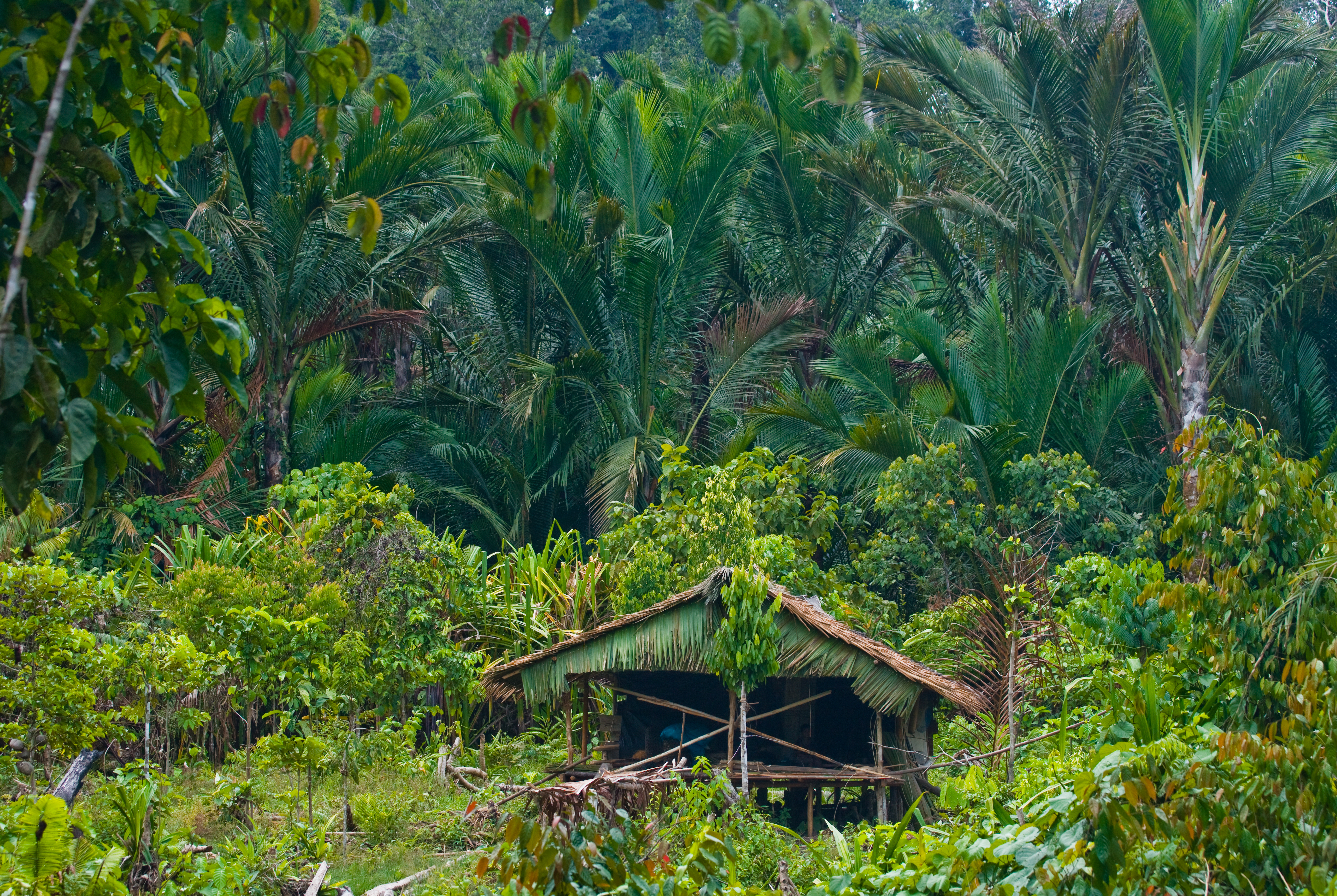 West Sumatra, Siberut Island. Image by Gudkov Andrey / Shutterstock. Indonesia, 2010. West Sumatra, Siberut Island. Image by Gudkov Andrey / Shutterstock. Indonesia, 2010.
