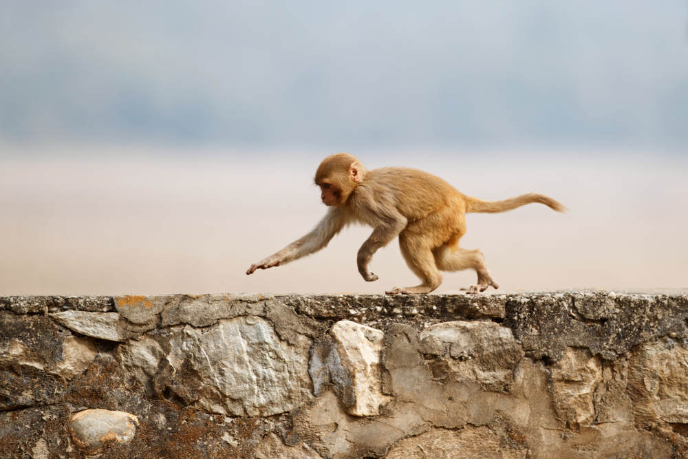 Image by PhotocechCZ/Shutterstock. Image by PhotocechCZ/Shutterstock.