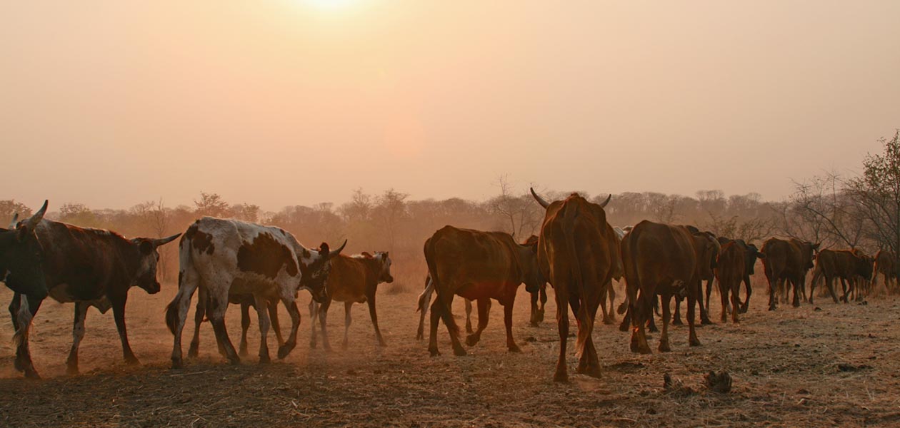 In the midst of drought and famine, rural villagers Zimbabwe are food-sufficient and see wildlife return. The reason? They’re managing cattle in a way that jump-starts soil biology and restores land. Image by Tony Eprile. Zimbabwe, 2015. Media file: 01_slider_grazing.jpg