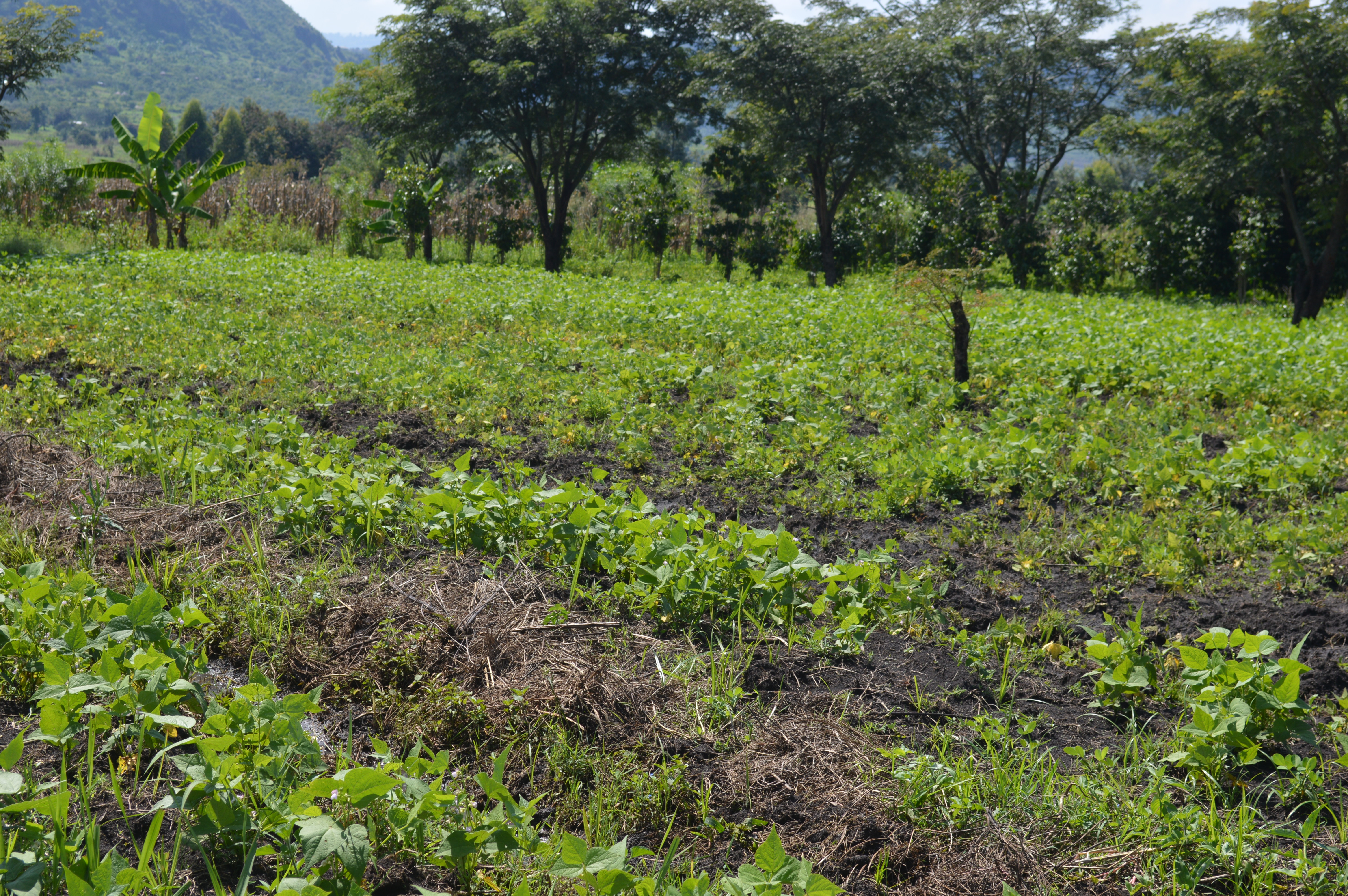 Anthony Wolimbwa’s farm in Eastern Uganda includes, in the foreground, bean plants that require a shorter amount of growing time than corn, are not as susceptible to corns’ diseases, and are therefore more profitable. In the background, the Arabica coffee plants (white puff balls) have only survived under the shade of large trees. Those plants are very temperature sensitive and therefore in danger with a warming climate. Wolimbwa is now planting a new type of tree, the banana tree (shown far left) which provides shade and also attracts different bugs then the insects of the coffee plant Competition of pests will reduce the overall number of pests and diseases on the farm. Image courtesy of Anthony Wolimbwa. Uganda, 2016. Media file: dsc_0028agroforestry.jpg