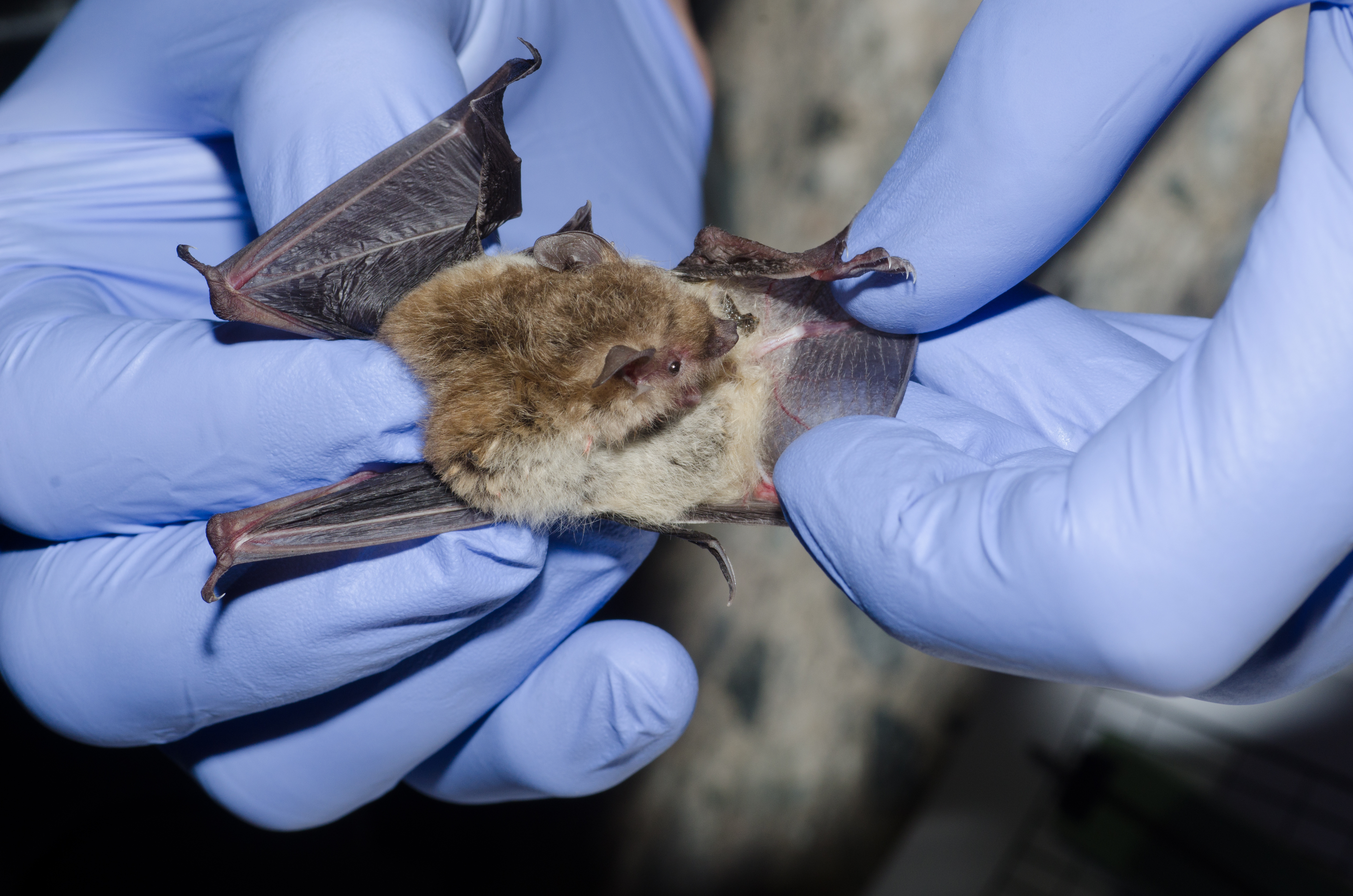 A wildlife biologist taking data on a bat caught in a mist net. Image courtesy Shutterstock. A wildlife biologist taking data on a bat caught in a mist net. Image courtesy Shutterstock.