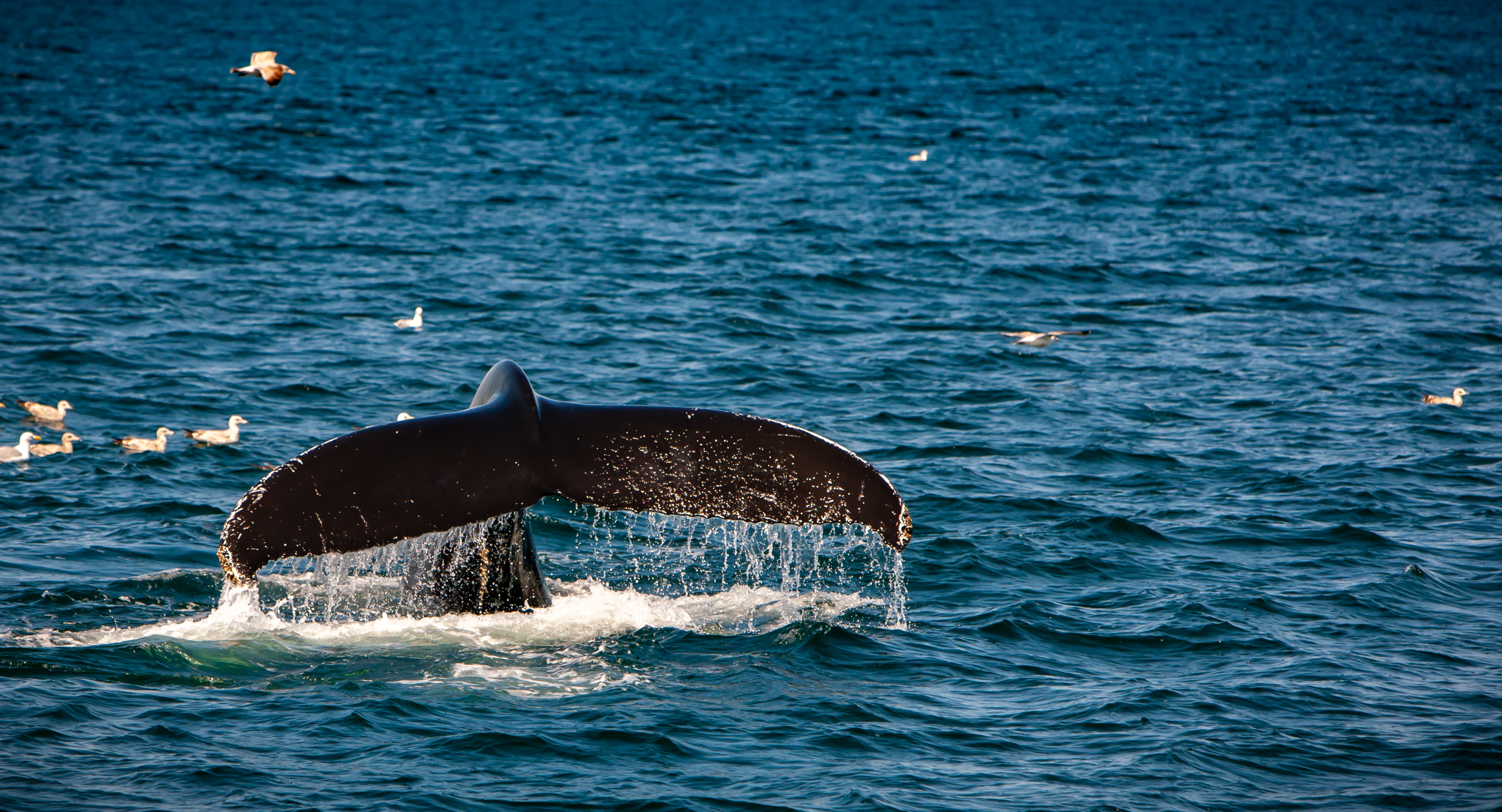 The tale of a Right Whale in the ocean off the coast of Cape Cod. Image by Jima Madigan / Shutterstock. United States, undated.