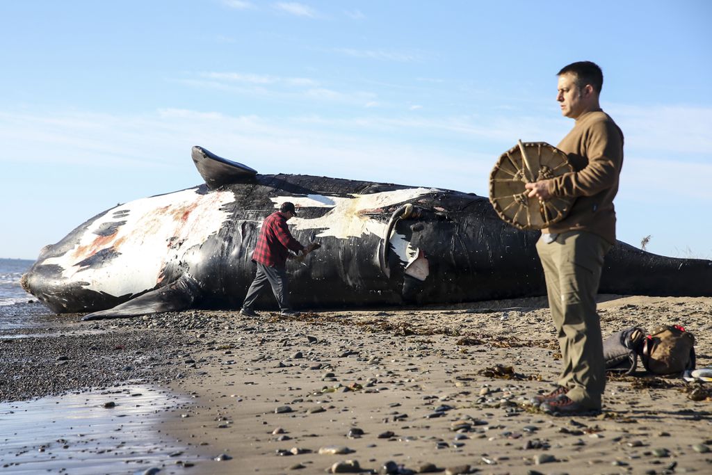 Patrick Goguen (right), from Moncton, New Brunswick, beat on a drum while Noel Millea, an elder from Elsipogtog First Nation, performed a ceremony on a dead North Atlantic right whale to honor the animal's spirit before a necropsy is performed on it in Shippagan, New Brunswick. Image by Nathan Klima. Canada, 2019. Patrick Goguen (right), from Moncton, New Brunswick, beat on a drum while Noel Millea, an elder from Elsipogtog First Nation, performed a ceremony on a dead North Atlantic right whale to honor the animal's spirit before a necropsy is performed on it in Shippagan, New Brunswick. Image by Nathan Klima. Canada, 2019.