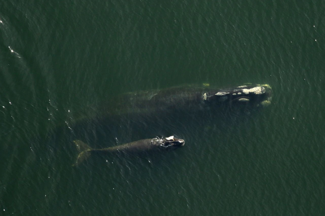 North Atlantic right whale mother, Derecha, swam with her injured calf. Image by David Abel. Image by Flordia Fish and Wildlife Commission. Canada, 2019. North Atlantic right whale mother, Derecha, swam with her injured calf. Image by David Abel. Image by Flordia Fish and Wildlife Commission. Canada, 2019.