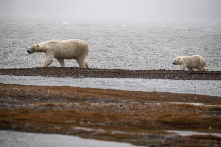 Mama bear and cub ambling by the shore. Image by Nick Mott. United States, 2019. Mama bear and cub ambling by the shore. Image by Nick Mott. United States, 2019.