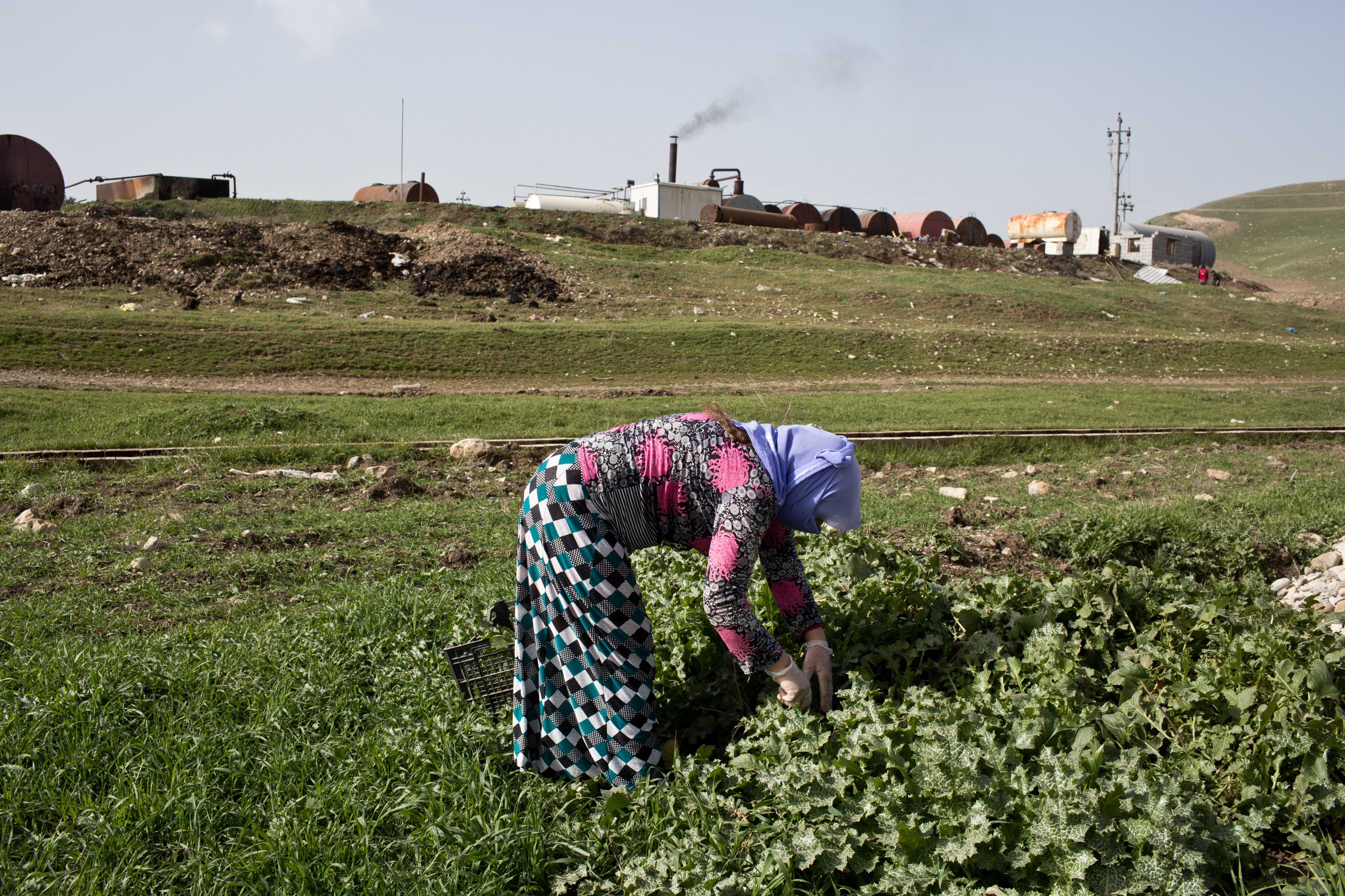 Ghazal picks green leaves for cooking. Image by Sebastian Meyer. Iraq, 2015. Media file: sebastian_meyer_refinery_07.jpg