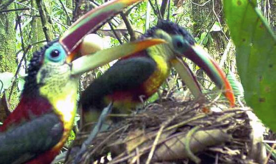 Toucans invade a dove's nest. Image by Dan Grossman. Peru, 2015. Media file: toucans.jpg