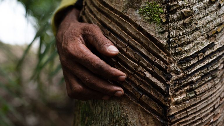 Seu Francisco is a rubber tapper and one of the 400 residents of the Guariba-Roosevelt Extractive Reserve -- he remains, even after a sharp drop in the price of natural latex. Mato Grosso, Brazil, 2020. Image by Ahmad Jarrah. Brazil, 2020. Seu Francisco is a rubber tapper and one of the 400 residents of the Guariba-Roosevelt Extractive Reserve -- he remains, even after a sharp drop in the price of natural latex. Mato Grosso, Brazil, 2020. Image by Ahmad Jarrah. Brazil, 2020.