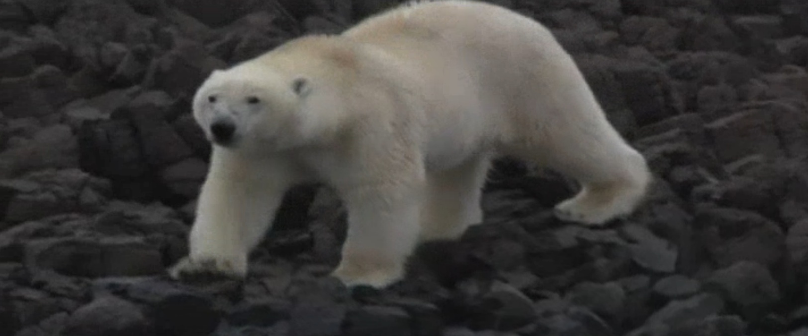 A hungry polar bear. Image by Jonathan Vigliotti. Greenland, 2014.