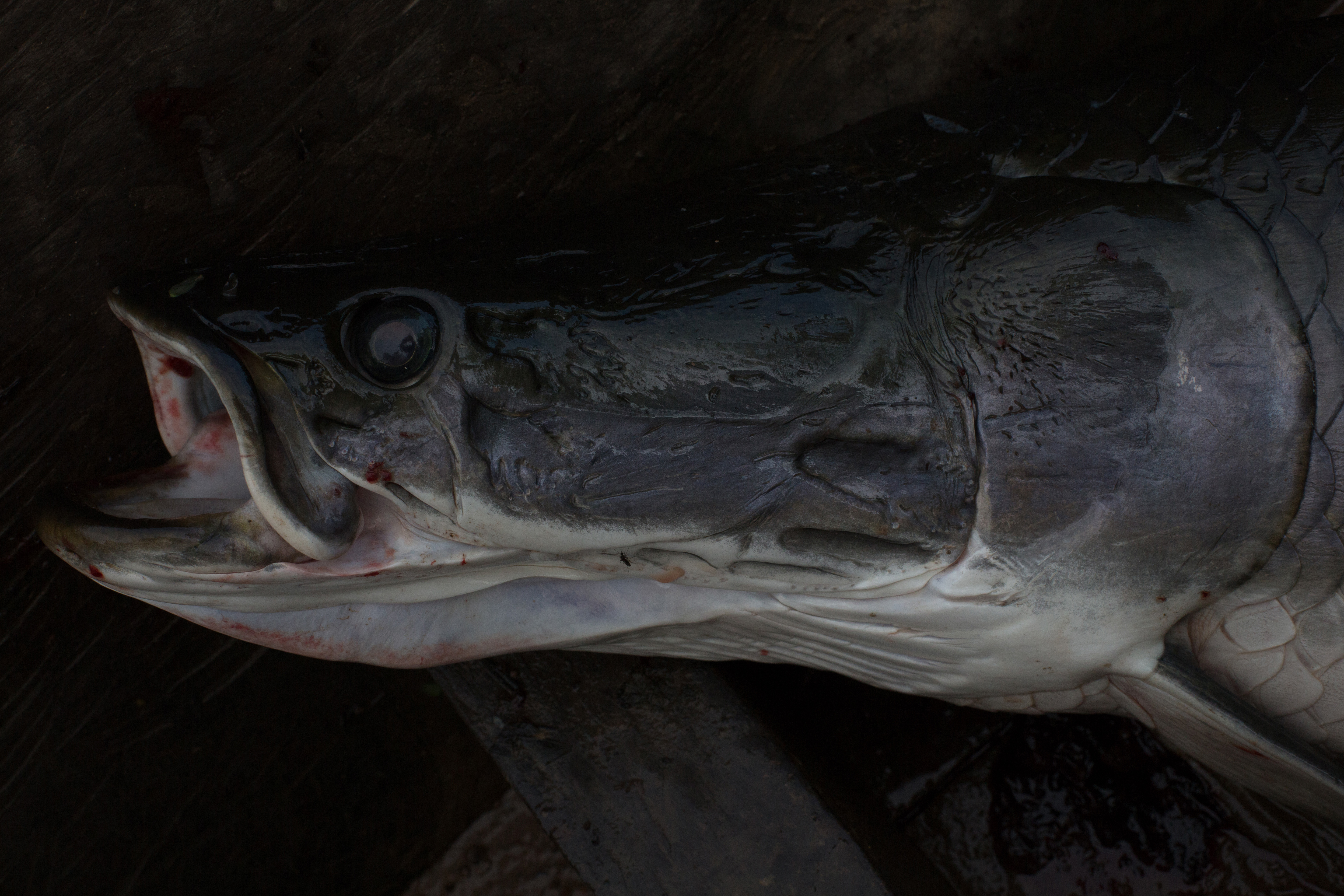 The paiche (arapaima gigas) is the largest scaled freshwater fish on earth. It invaded Bolivia´s ecosystem in the late 1970´s and has since taken over the river systems of the lowlands, threatening native species and motivating economic and environmental changes. Paiche (arapaima gigas) in Bolivia