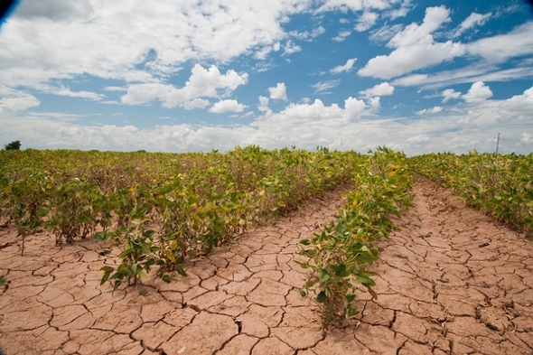 Drought is just one of challenge food growers will have to confront in a changing climate. Image courtesy of U.S. Department of Agriculture on Flickr. United States, 2013. Drought is just one of challenge food growers will have to confront in a changing climate. Image courtesy of U.S. Department of Agriculture on Flickr. United States, 2013.
