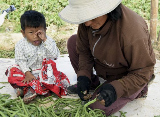 A woman sorts through green beans as her son sits beside her. Field labor is a common occupation for people in poorer regions such as this, where much of the population received little education. Image by Anna Spoerre. Peru, 2016. Media file: dsc_0453.jpg