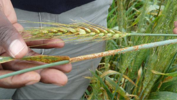 Wheat Stem Rust. Image by Fred de Sam Lazaro. Kenya, 2011. Media file: rust-1.jpg