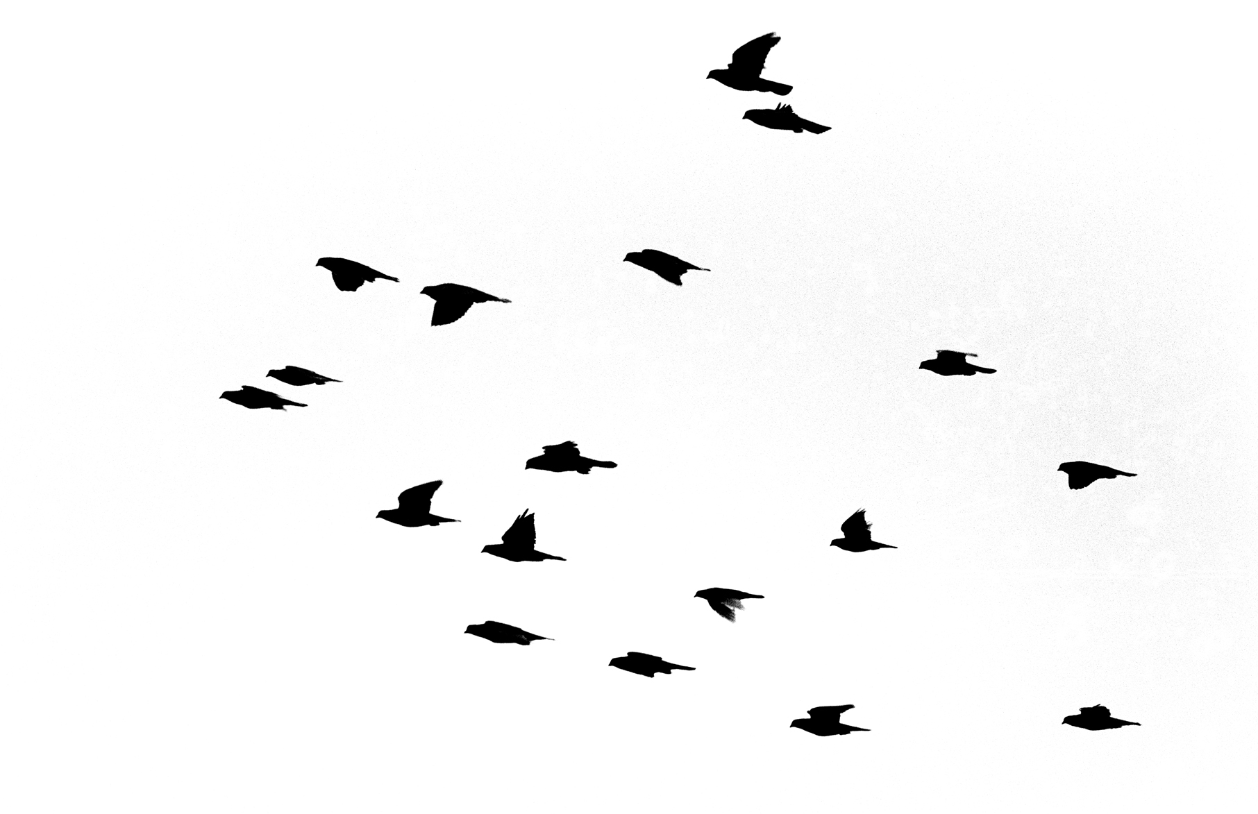 Birds of Charikar. Image by Seamus Murphy. Afghanistan, 2001. Media file: birds_1_hi_contrast_copy.jpg