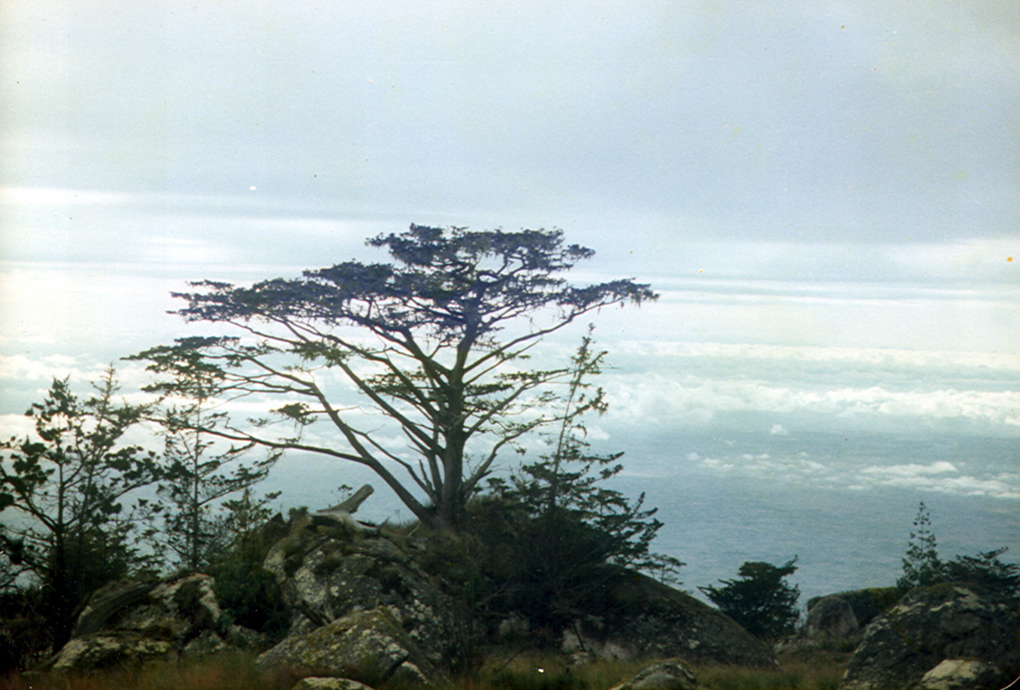 Malawi's national tree a Mulanje Cypress, on Mount Mulanje. This fast growing Widdringtonia whytei is an endangered species and like all local Cedars is the focus of strict conservation efforts. Image by Amanita Phalloides, de.wikipedia/Wikimedia Commons. Malawi, 1984. Media file: widdringtonia_whytei_mulanje_malawi.jpg