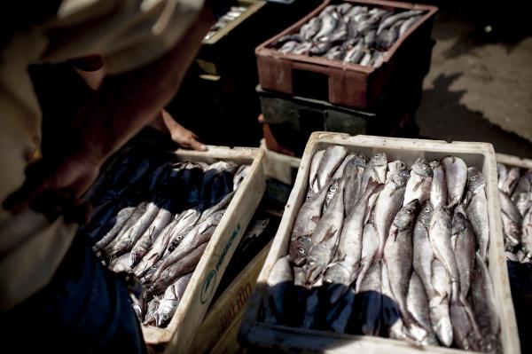 Media file: fish_crisis_09.jpg