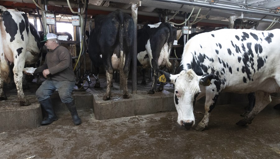 Roger Rueth does his evening milking Wednesday, April 29, 2020 on his farm east of Loyal, Wis. Ruth, who became seriously ill with a mold infection in his lungs, should be wearing a mask, but he ran out of them. Clark County in central Wisconsin has a population of about 35,000 people and about 160,000 head of cattle & calves, including dairy and beef cattle, plus calves. Image by Mark Hoffman / Milwaukee Journal Sentinel. United States, 2020. Roger Rueth does his evening milking Wednesday, April 29, 2020 on his farm east of Loyal, Wis. Ruth, who became seriously ill with a mold infection in his lungs, should be wearing a mask, but he ran out of them. Clark County in central Wisconsin has a population of about 35,000 people and about 160,000 head of cattle & calves, including dairy and beef cattle, plus calves. Image by Mark Hoffman / Milwaukee Journal Sentinel. United States, 2020.