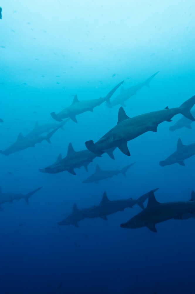 Hammerheads schooling (courtesy of shutterstock.com). Media file: shutterstock_45950734.jpg