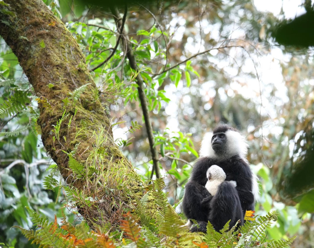 Colobus monkey and baby in Nyungwe National Park. Nyungwe is one of the region’s largest and oldest-remaining patches of montane rainforest. Thousands of Angola Colobus monkeys inhabit Nyungwe, and travel in groups of up to 400 individuals—a feature unique to Nyungwe and any arboreal primates globally. Image by Elham Shabahat. Rwanda, 2017. Colobus monkey and baby in Nyungwe National Park. Nyungwe is one of the region’s largest and oldest-remaining patches of montane rainforest. Thousands of Angola Colobus monkeys inhabit Nyungwe, and travel in groups of up to 400 individuals—a feature unique to Nyungwe and any arboreal primates globally. Image by Elham Shabahat. Rwanda, 2017.