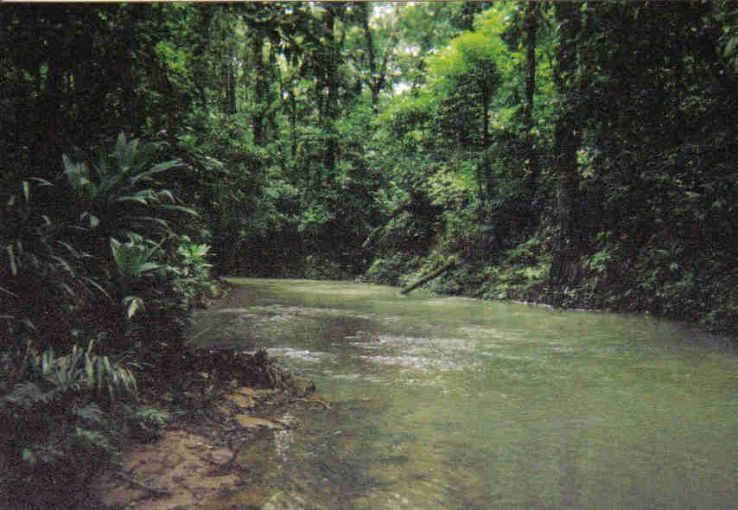 Rio Tapalwas, a tributary of the Rio Rus Rus, Reserva Biologica Rus Rus, Dept. Gracias a Dios, Honduras. 2003. Image by Josiah Townsend / flickr commons. Rio Tapalwas, a tributary of the Rio Rus Rus, Reserva Biologica Rus Rus, Dept. Gracias a Dios, Honduras. 2003. Image by Josiah Townsend / flickr commons.