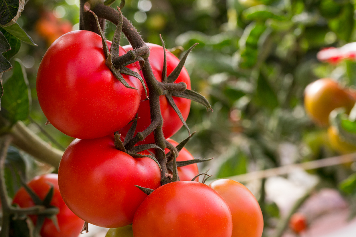 Buy 100 pcs Rare Blue Tomato Multi-color Tomato Cherry Tomatoes