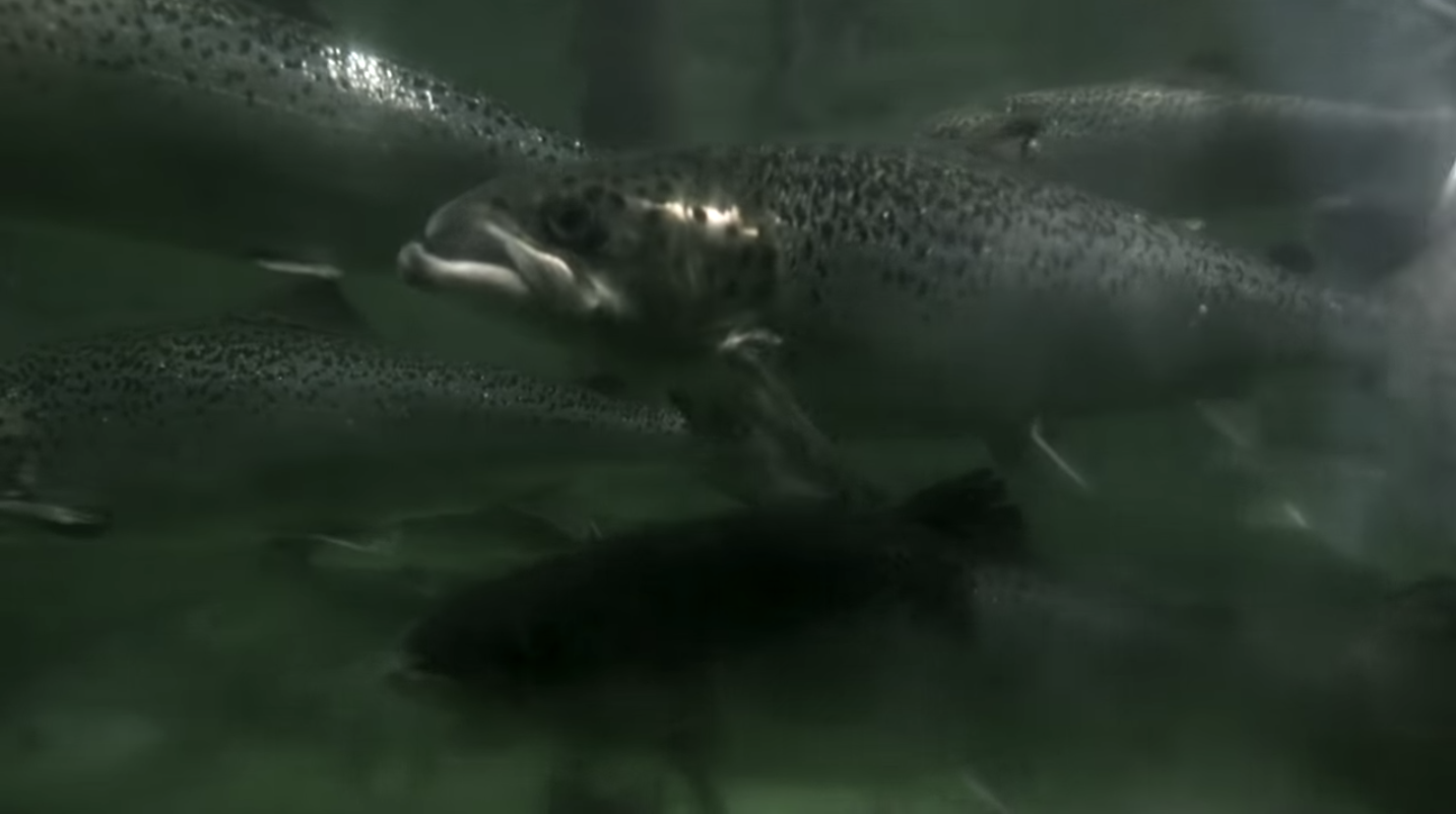 AquaBounty salmon: the first genetically engineered food animal for sale to  humans is a hit with eaters