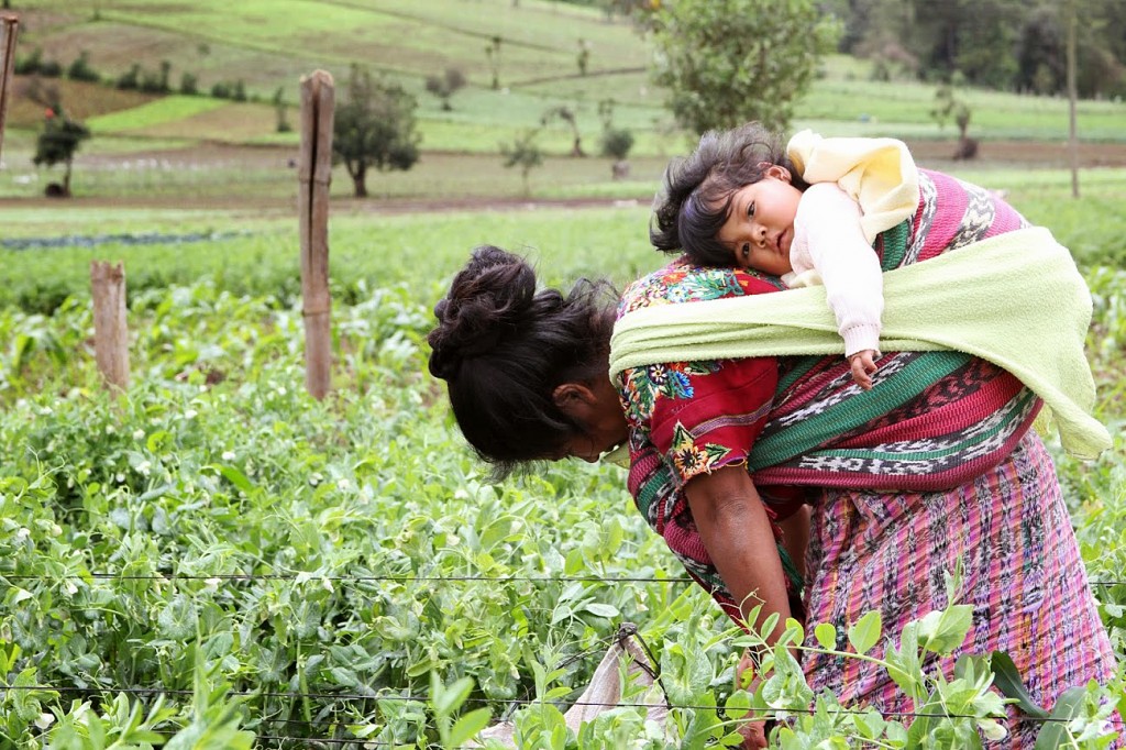Maria Pilar, with 5-month-old Blanca on her back, weeds a field of peas. While she works this crop to harvest for export, she doesn’t use the vegetables in her own diet. And that’s one of many reasons for the 70 to 80 percent childhood malnutrition rates in rural Guatemala. Image by Hari Sreenivasan. Guatemala, 2014.