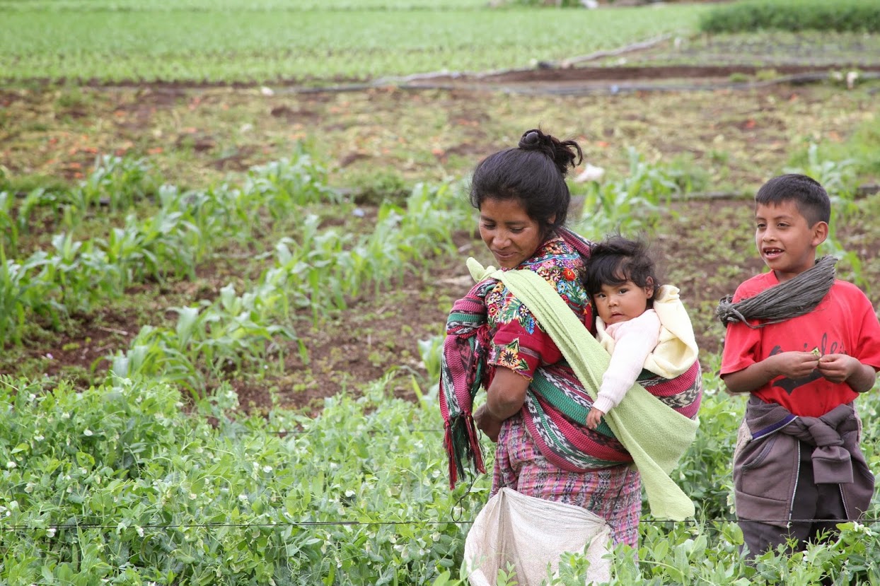 Malnutrition In Guatemala Pulitzer Center