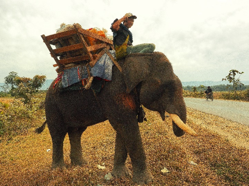 Boy with a cellphone on an elephant. Image by Doug Bock Clark. Myanmar, 2017. Boy with a cellphone on an elephant. Image by Doug Bock Clark. Myanmar, 2017.