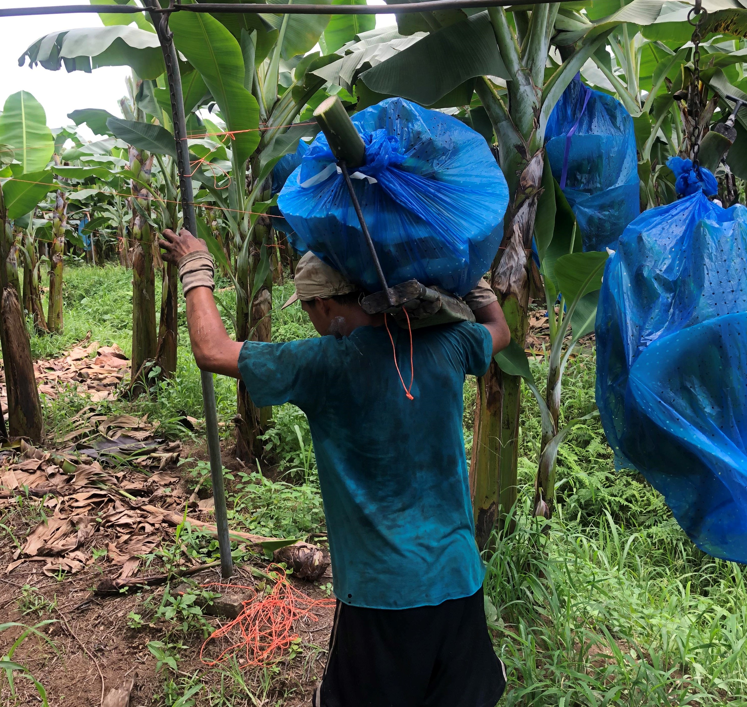 Organic Banana Industry Still Suffering with Low Prices